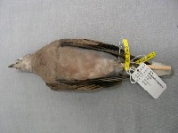 紅鳩藏品圖，第2張